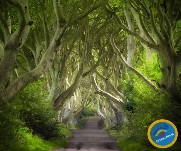 İngilizce Dil Eğitimi İçin En Özgür Ülke Malta ingilizce dil egitimi icin en ozgur ulke irlanda